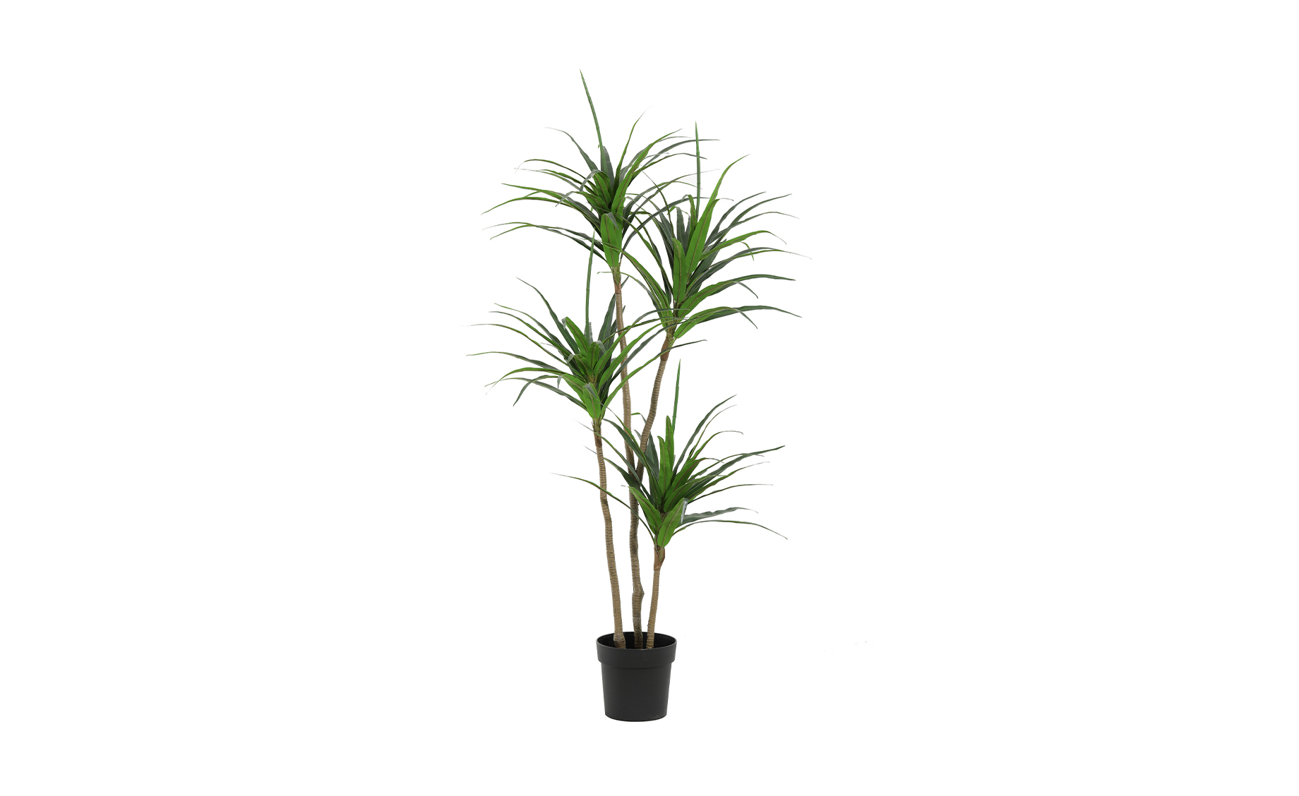 Biljka u saksiji Palmera  165cm