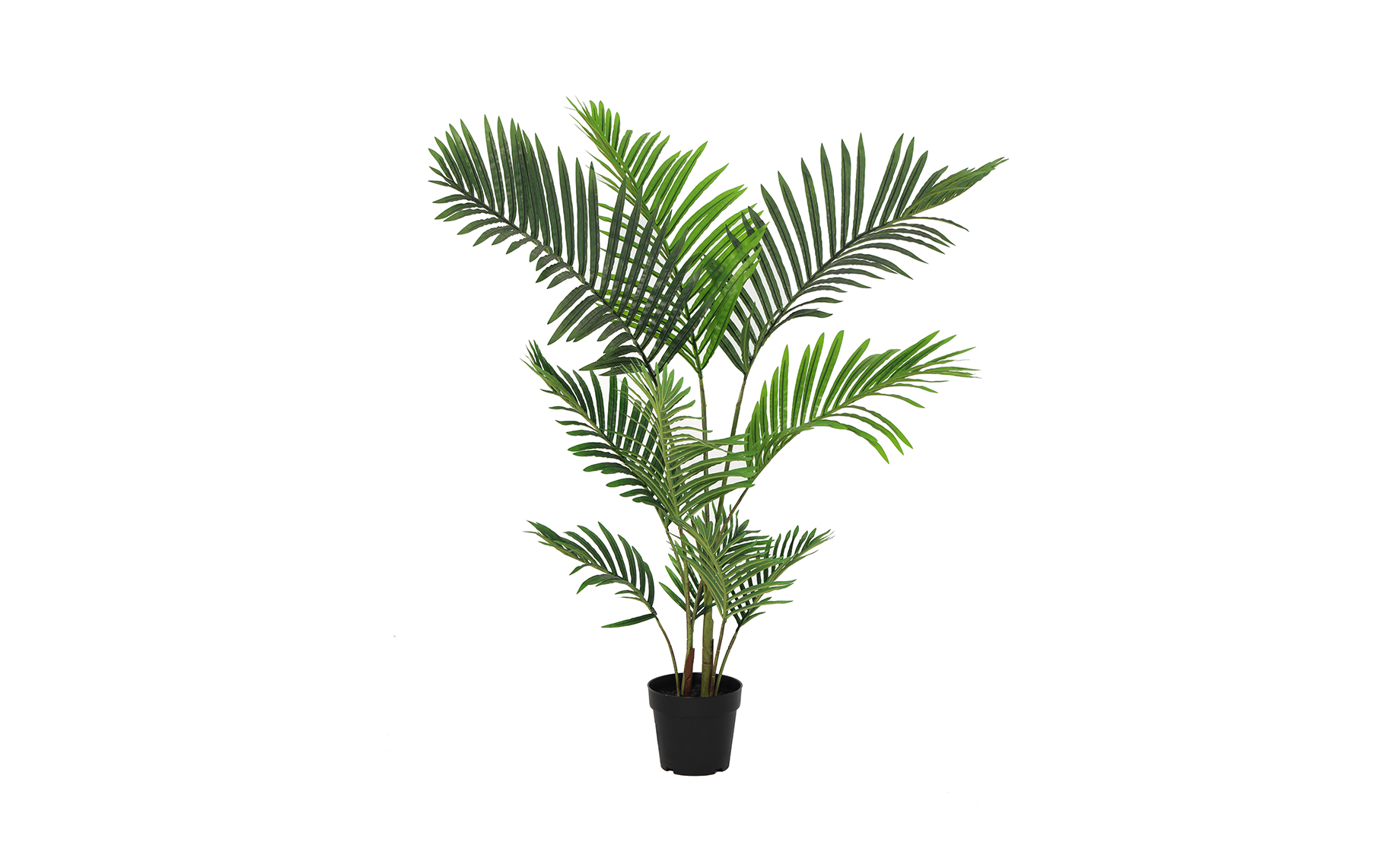 Biljka u saksiji Palm 120cm