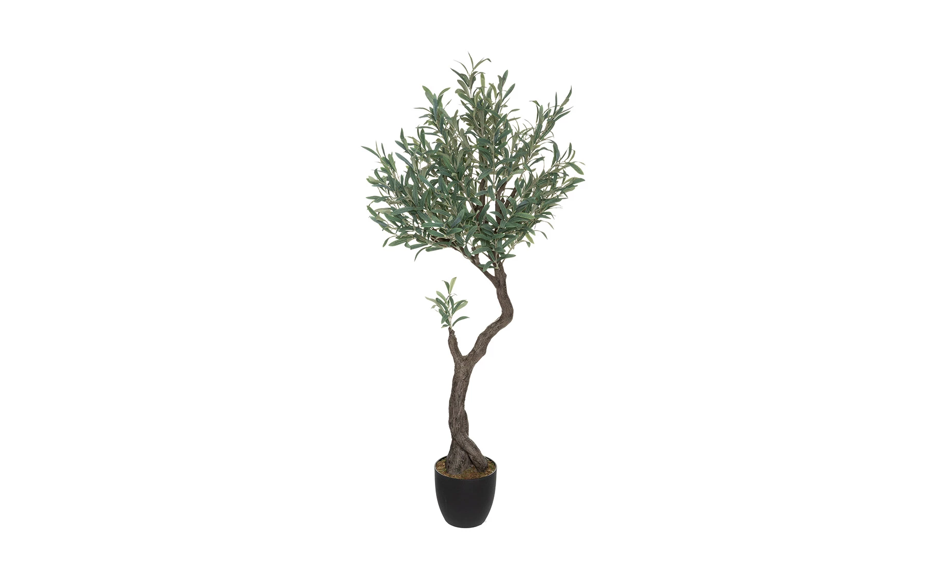 Biljka u posudi Olive tree 140cm