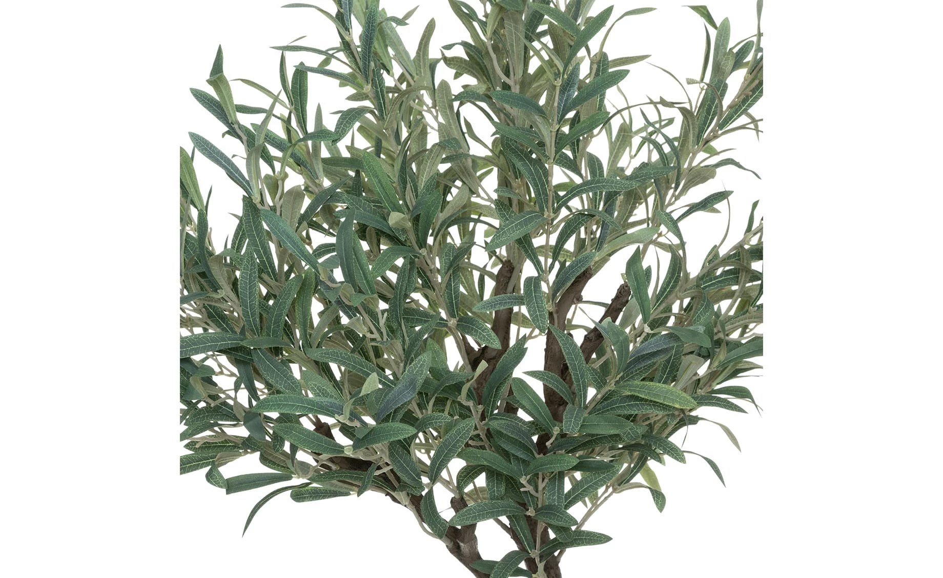 Biljka u posudi Olive tree 140cm