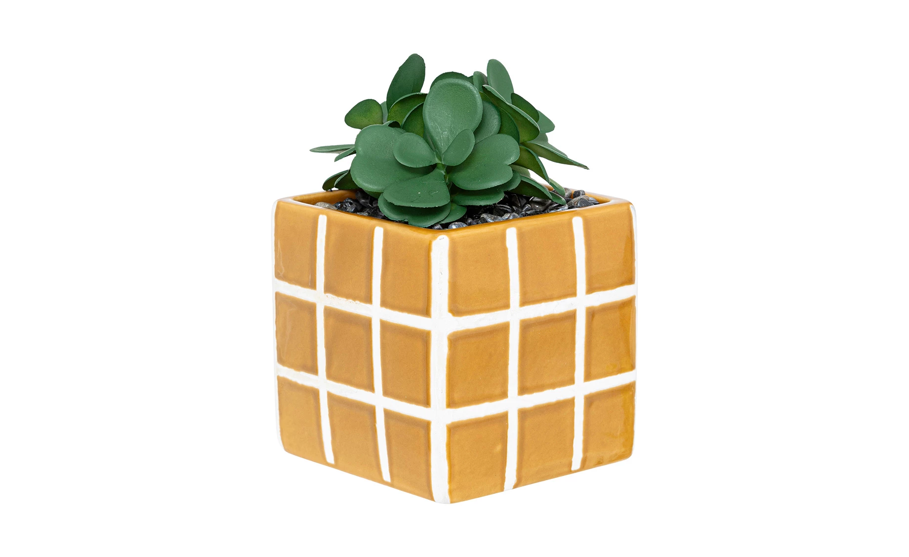 Biljka u saksiji Kadi 10x17cm više boja