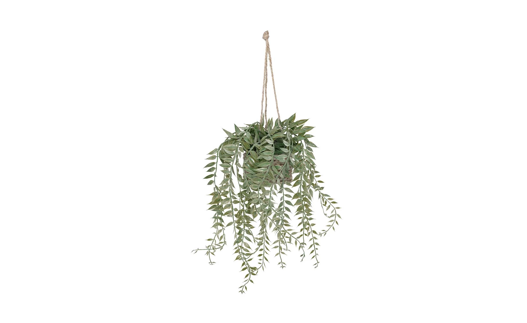 Viseća biljka Patry 50cm