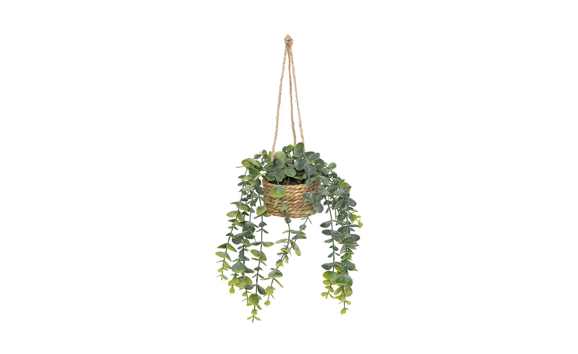 Viseća biljka Patry 50cm