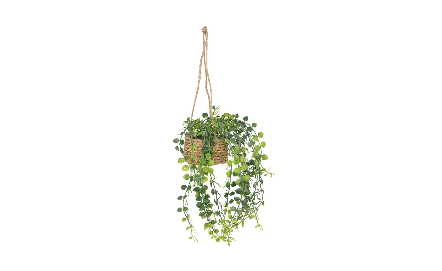 Viseća biljka Patry 50cm