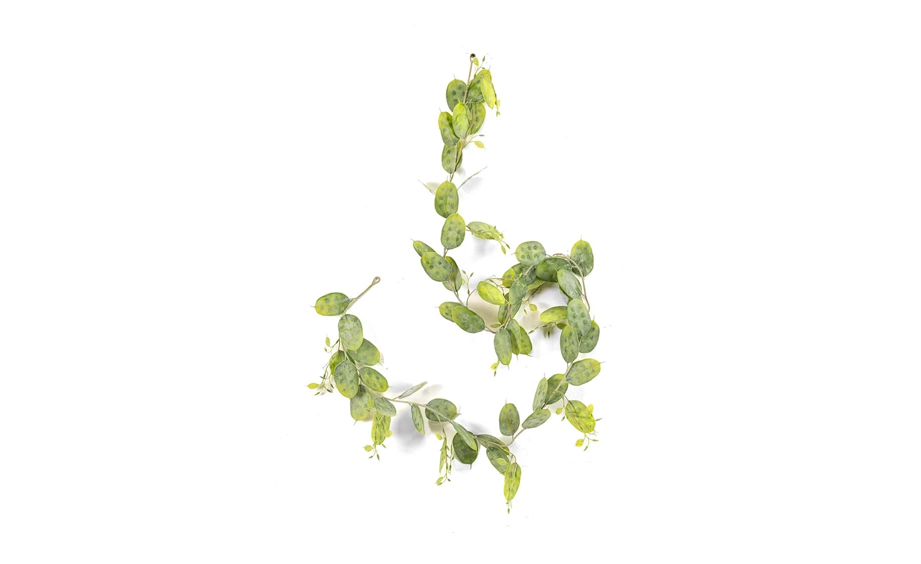Dekorativna grana Lunaria 180 cm