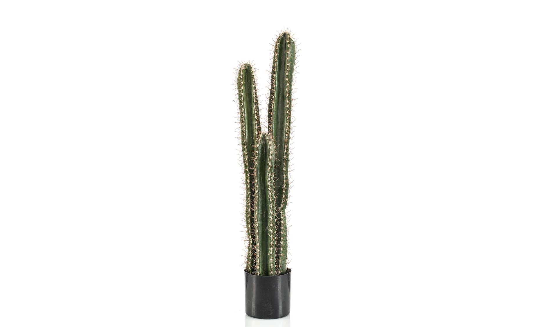 Biljka u činiji Cactus Cereus 95cm