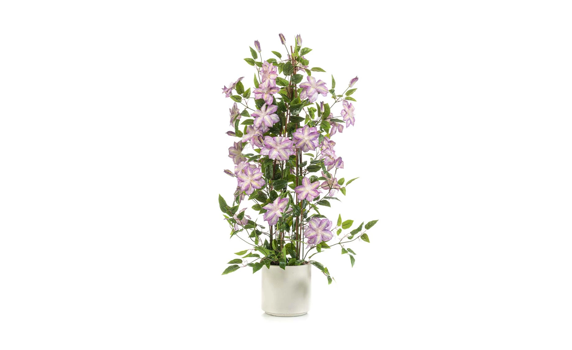 Biljka u činiji Clematis Pyramid 120cm roza