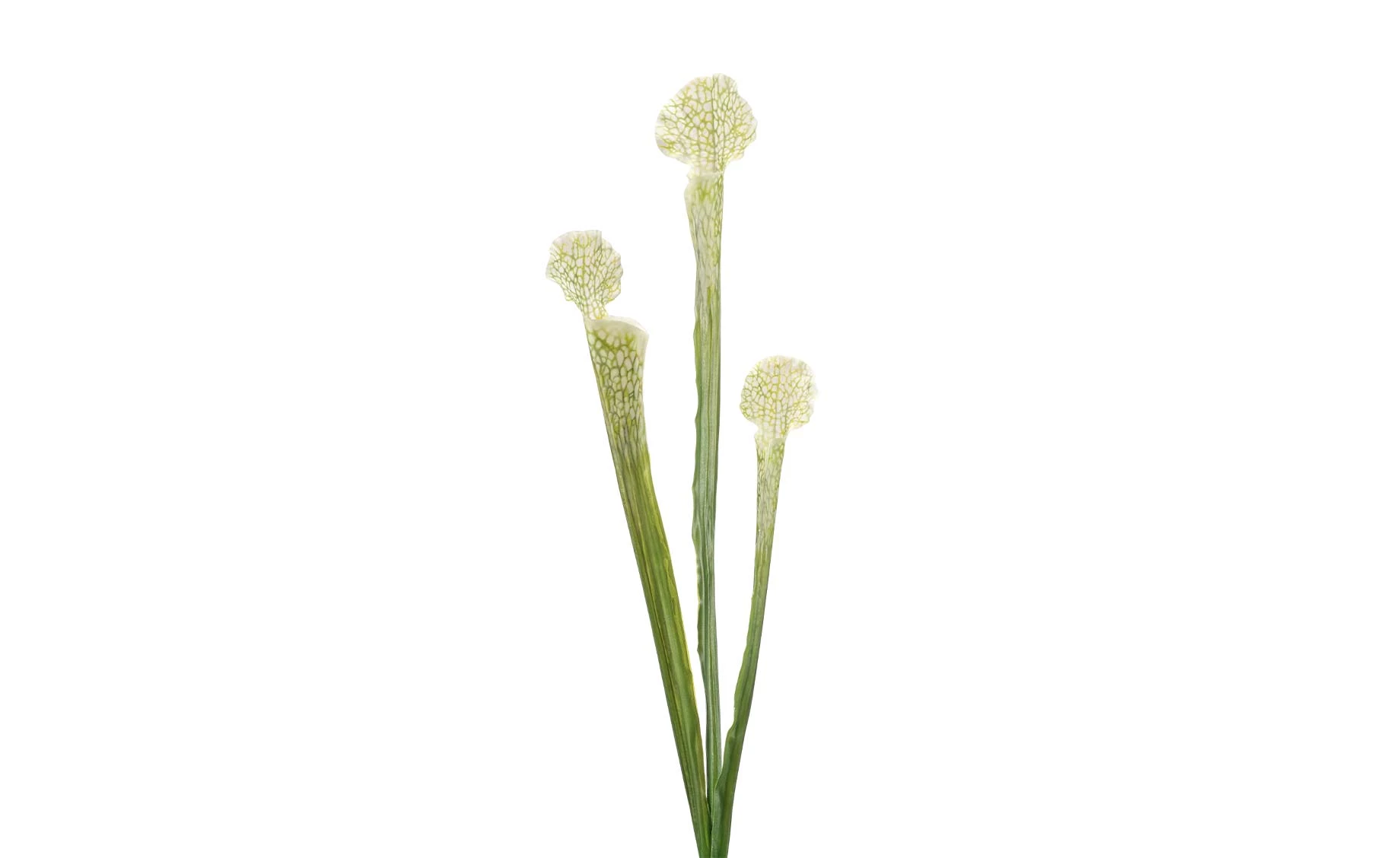 Veštačka biljka dionaea 63cm bela