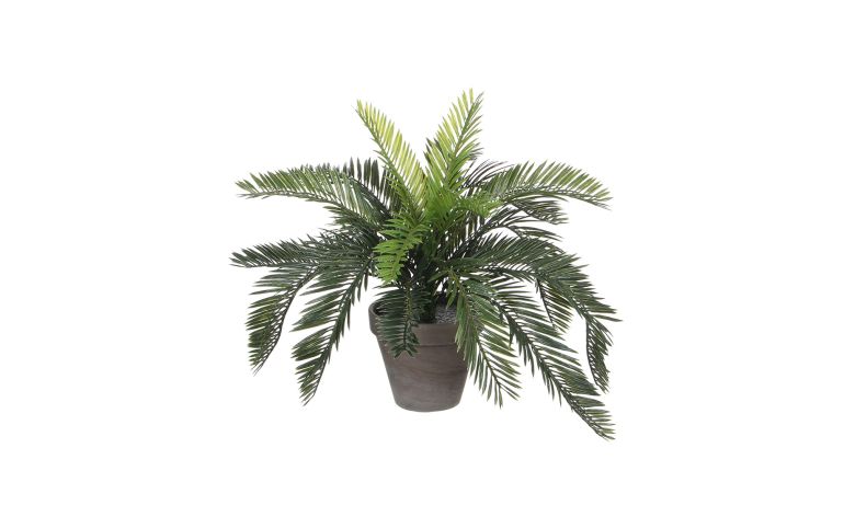Biljka u posudi  Cycas  44cm